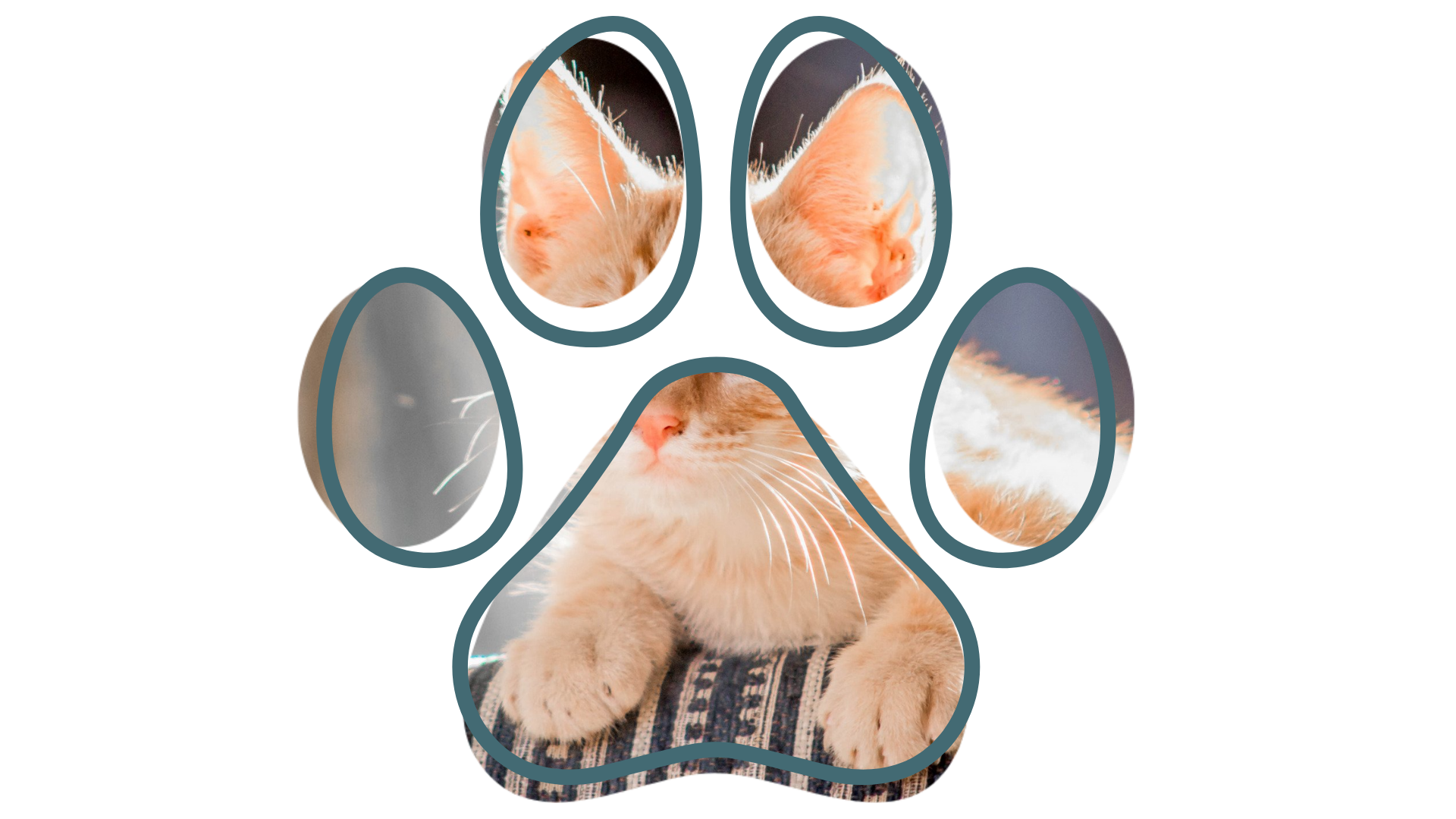 Groomer near me offering in home cat nail trim in Carson City by Cat Grooming House Call