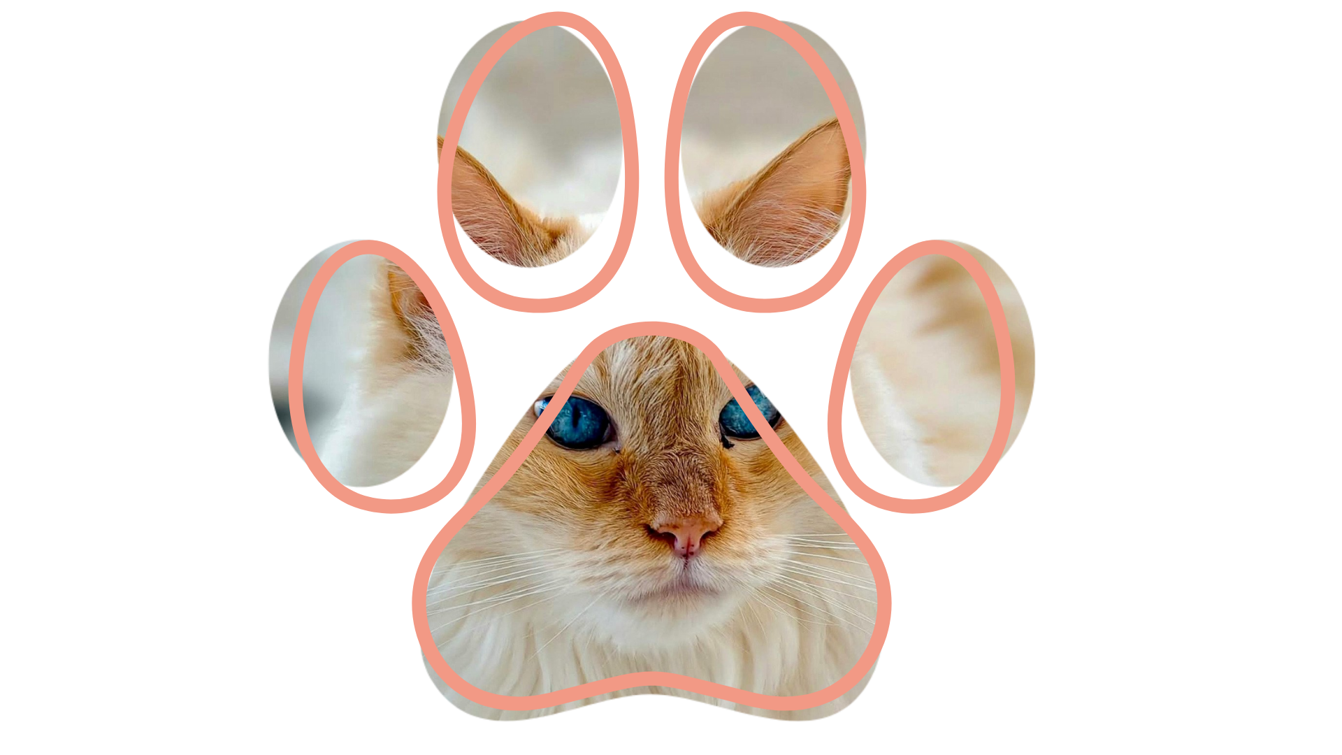 Groomer near me providing mobile cat bath in Reno for Cat Grooming House Call