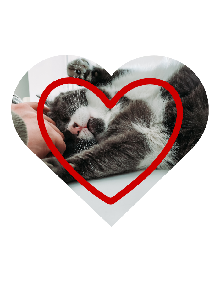 Professional cat grooming in San Diego, CA by Cat Grooming House Call