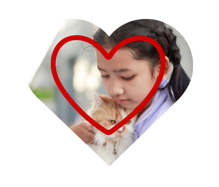 Mobile cat grooming services in San Diego, CA from Cat Grooming House Call
