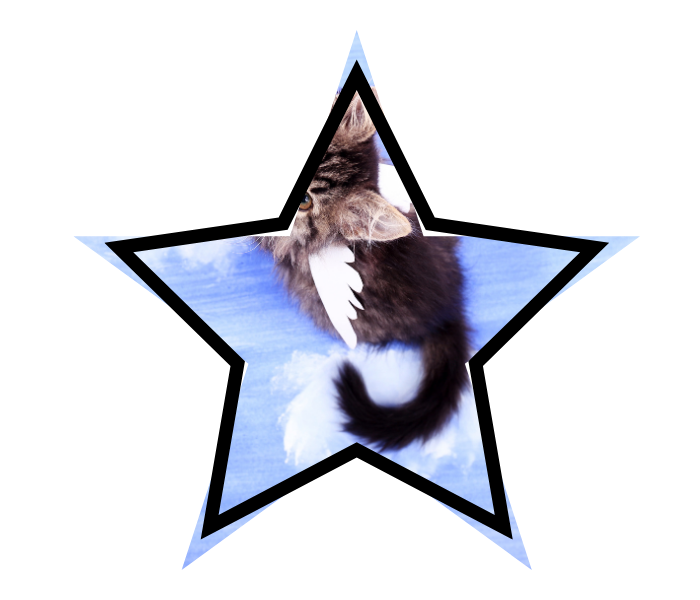 A winged cat representing cat care myths