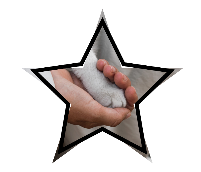 Cat grooming from Cat Grooming House Call in Reno, NV with a person's hand gently holding a cat's paw.