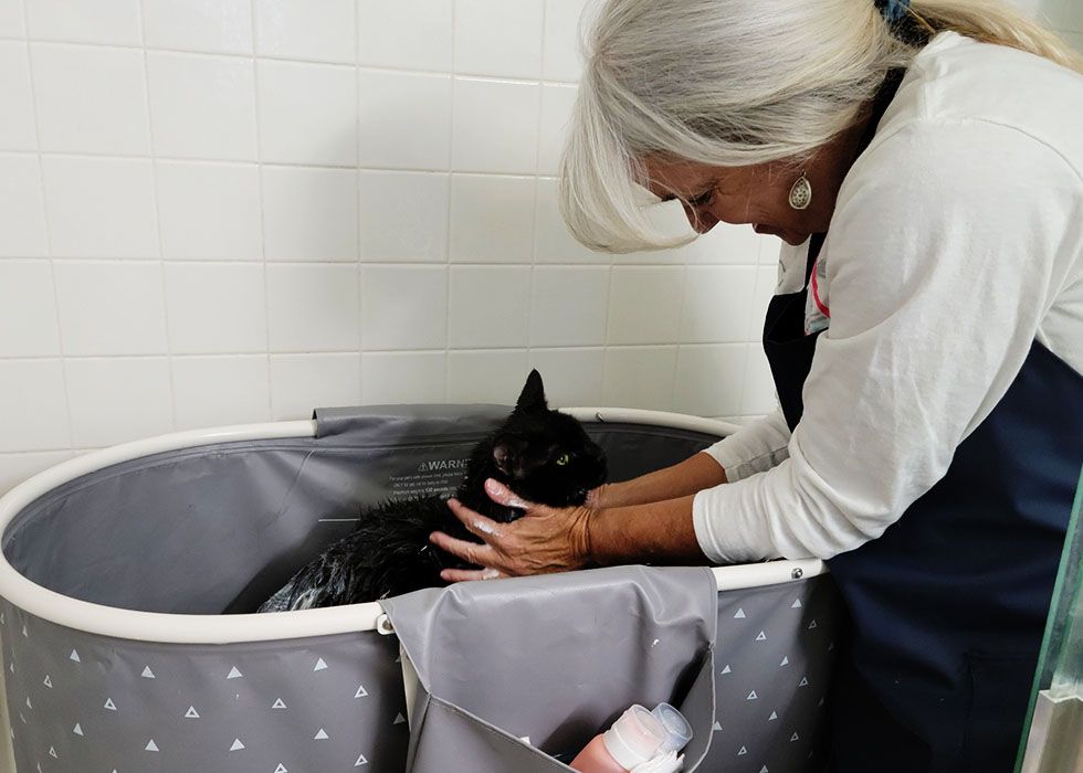 abby bathing a cute black cat