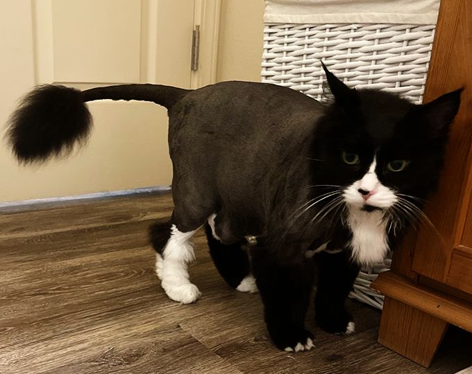cat with a lion shave look