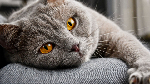 Protect Your Cat from Painful Mats with Regular Grooming