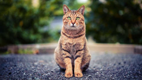 Why Routine Nail Trims Are Essential for Cats