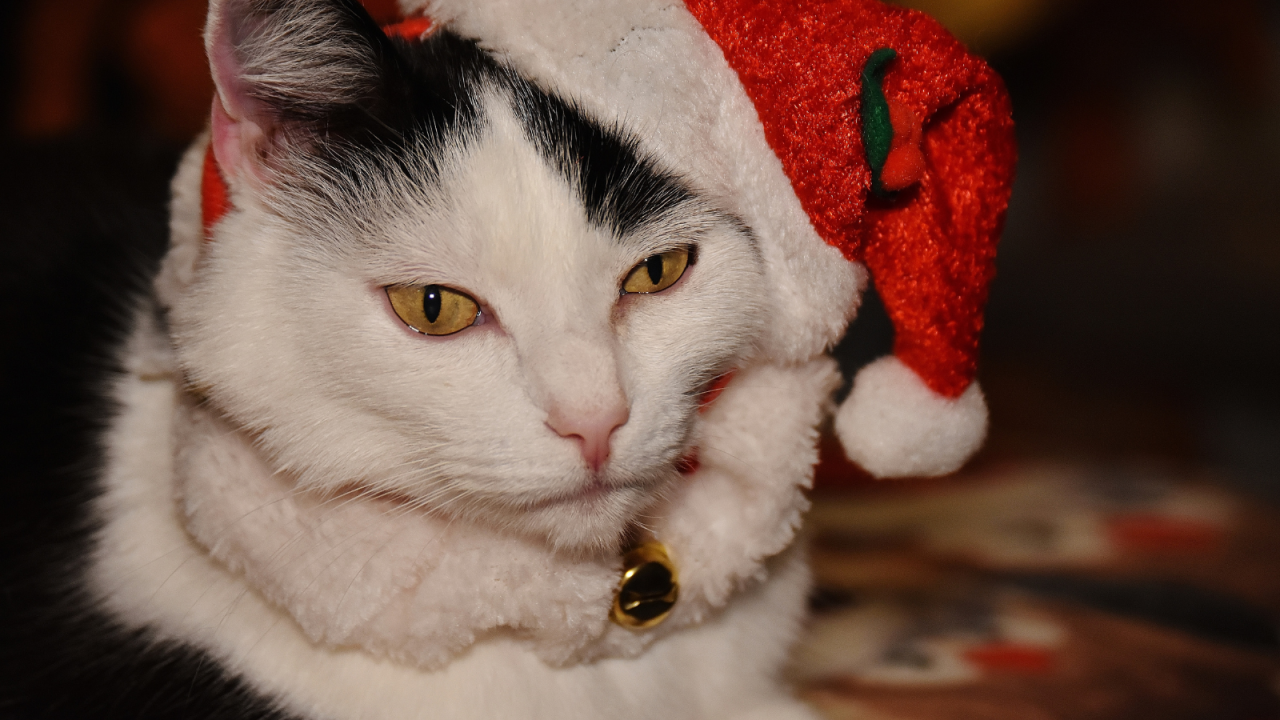 ro---2025-11-21T151528.738