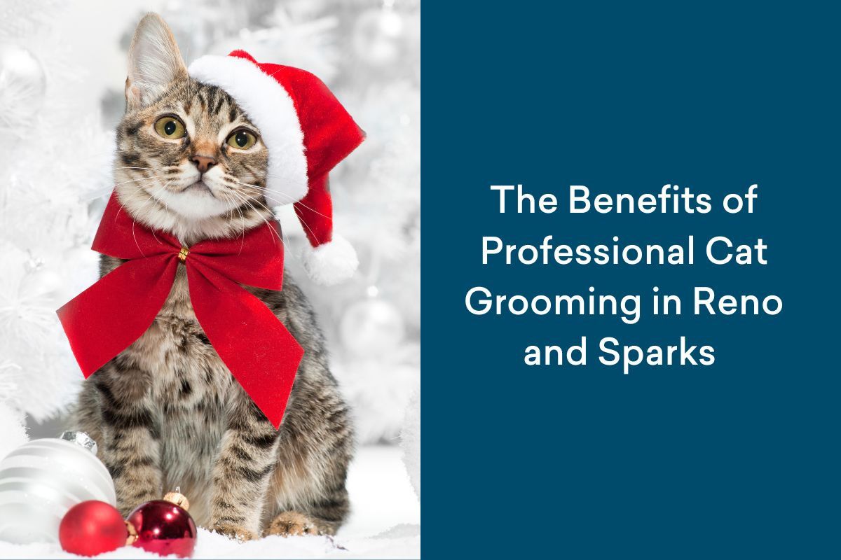 The-Benefits-of-Professional-Cat-Grooming-in-Reno-and-Sparks--1