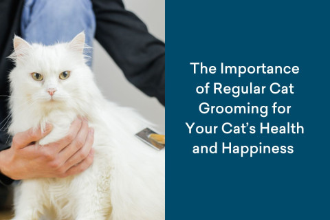 The Importance of Regular Cat Grooming for Your Cat’s Health and Happiness