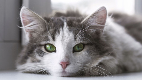 Preventing Hairballs: Tips and Tricks for a Healthier Cat
